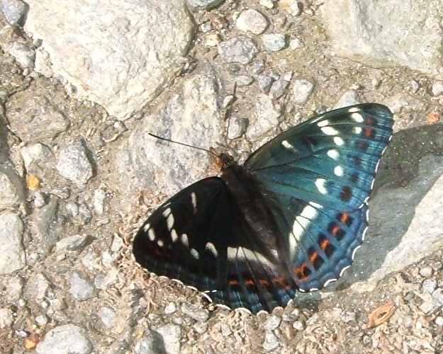 Spettacolo della natura: Limenitis populi